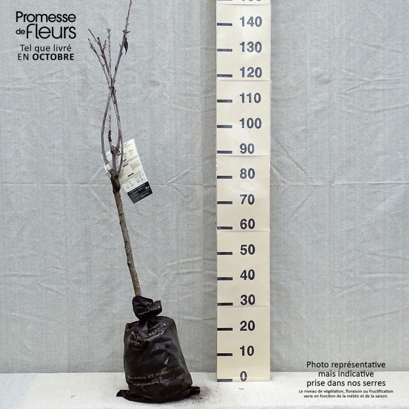 Example of Süßkirsche Sunburst - Prunus avium Plug "Fertig-zum-Pflanzen", Gobelet-Form as you get in automne