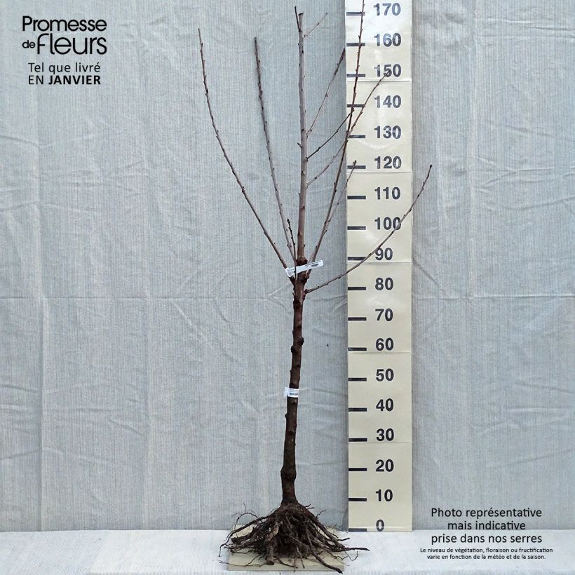 Example of Süßkirsche Sunburst - Prunus avium Wurzelnackt, Gobelet-Form as you get in hiver