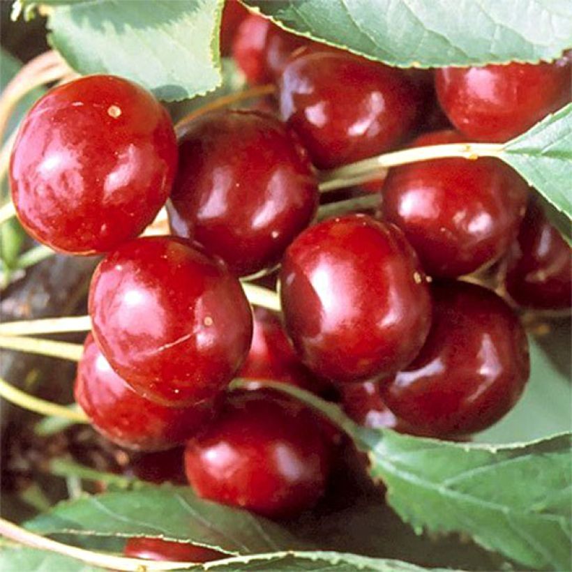 Süßkirsche Sweetheart - Prunus avium (Harvest)