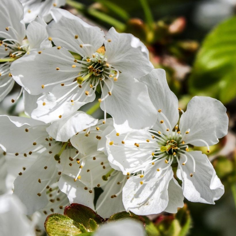 Süßkirsche Tardif de Vignola - Prunus avium (Flowering)
