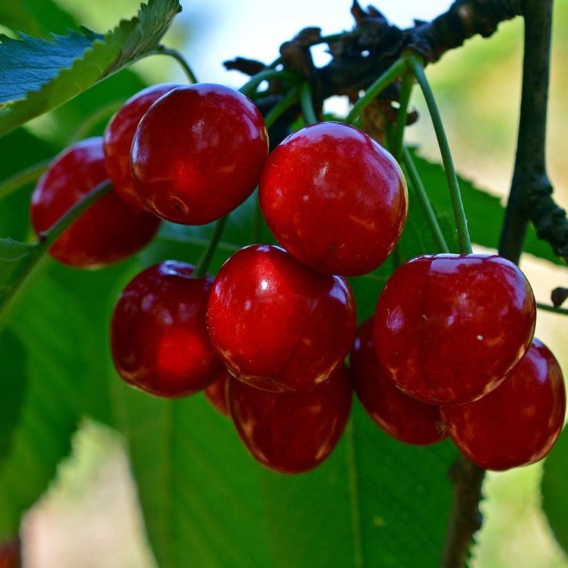 Süßkirsche Tardif de Vignola - Prunus avium (Harvest)