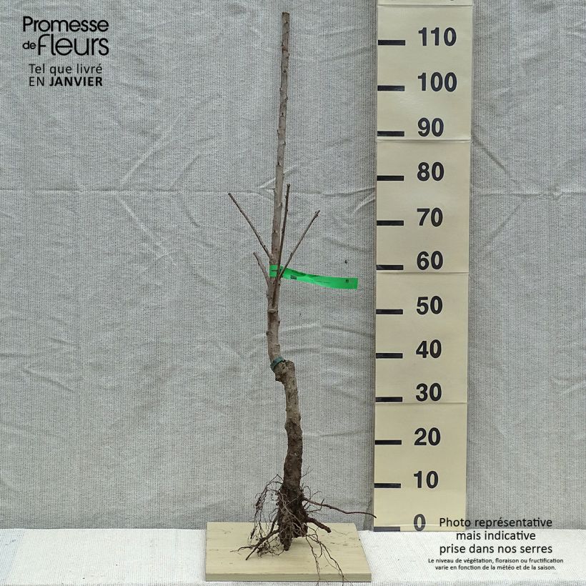 Example of Süßkirsche Van Bio - Prunus avium Wurzelnackt, Heister as you get in hiver