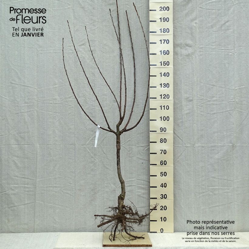 Example of Süßkirsche Van - Prunus avium Wurzelnackt, Gobelet-Form as you get in hiver