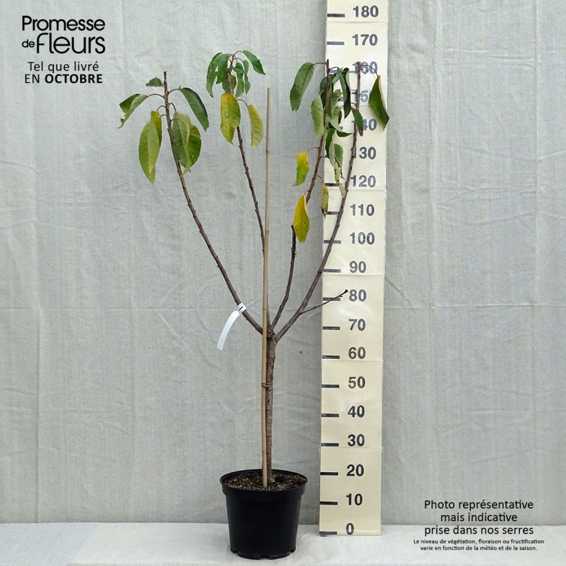 Example of Süßkirsche Van - Prunus avium Topf mit 7,5L/10L, Gobelet-Form as you get in automne