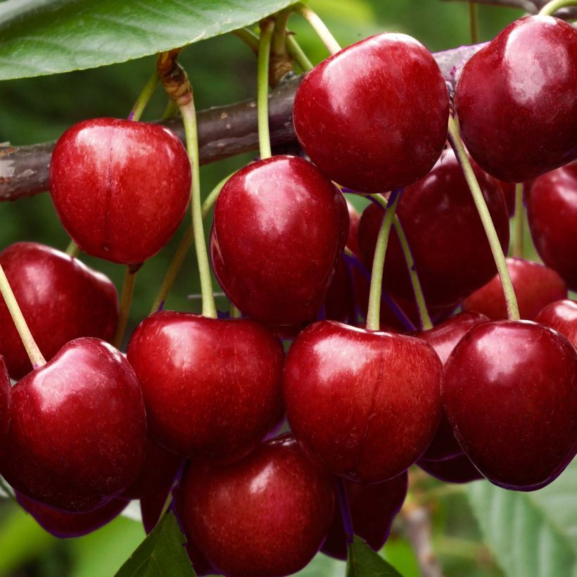 Sauerkirsche Early Rivers - Prunus cerasus (Harvest)