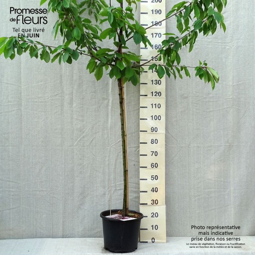 Exemplar von Sauerkirsche Early Rivers - Prunus cerasus Topf mit 7,5L/10L, Halbstamm wie im Frühjahr geliefert