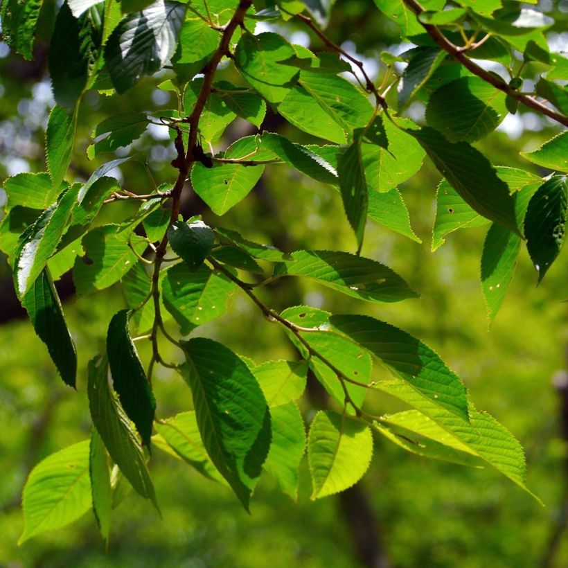 Sauerkirsche Griotte du Nord - Prunus cerasus (Foliage)