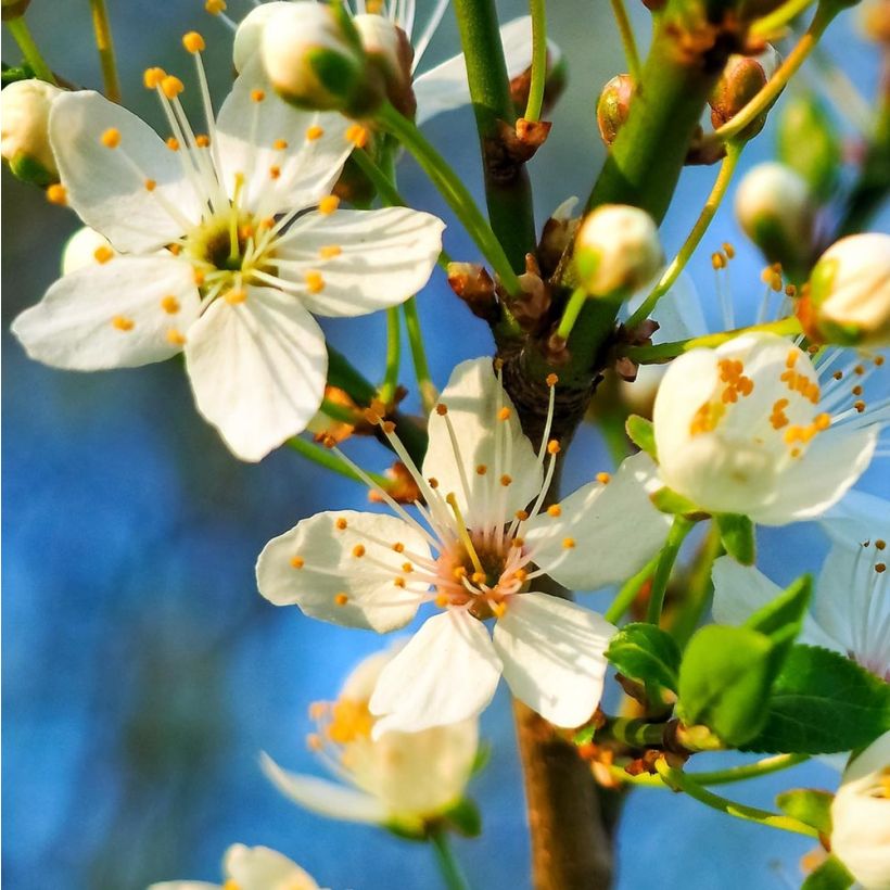 Sauerkirsche Griotte du Nord - Prunus cerasus (Flowering)