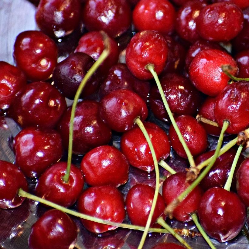 Sauerkirsche Griotte du Nord - Prunus cerasus (Harvest)