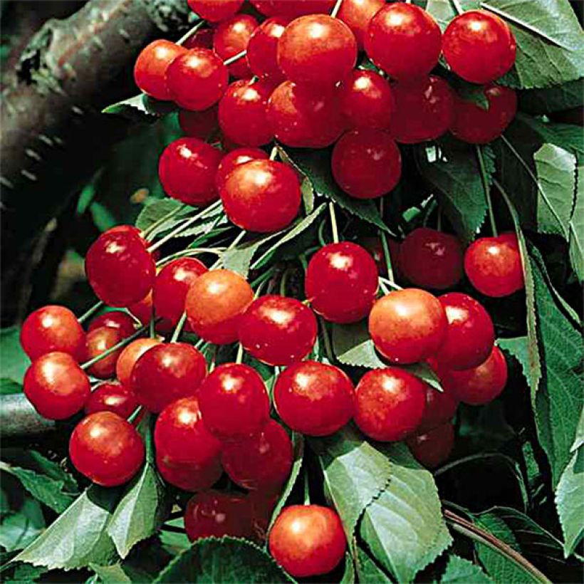 Sauerkirsche Griottier Griotte de Montmorency - Prunus cerasus (Harvest)