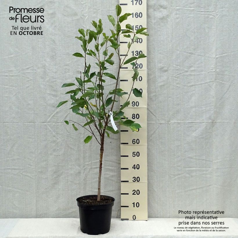 Example of Sauerkirsche Griottier Griotte de Montmorency - Prunus cerasus Topf mit 7,5L/10L, Gobelet-Form as you get in automne