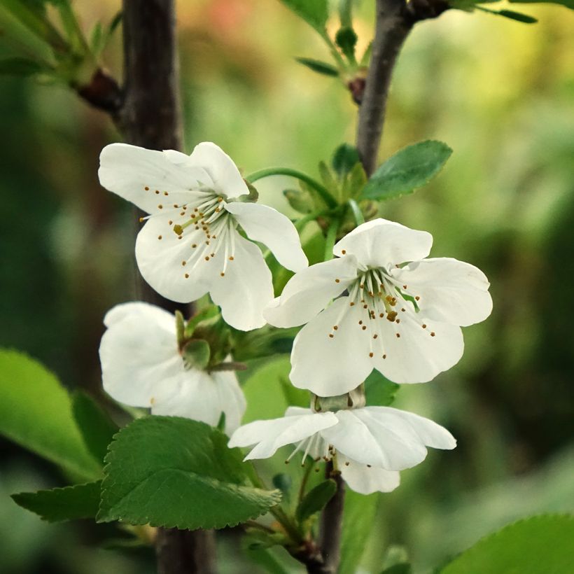 Sauerkirsche Griottier Griotte de Montmorency - Prunus cerasus (Blüte)
