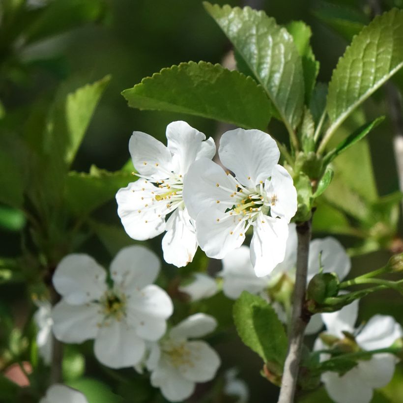 Sauerkirsche Kelleriis16 Bio - Prunus cerasus (Blüte)