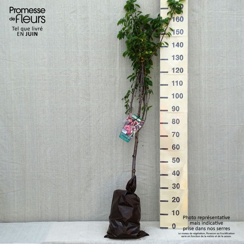 Exemplar von Sauerkirsche Cerise Allégria Delbard delkarsun - Prunus cerasus Plug "Fertig-zum-Pflanzen", Gobelet-Form wie im Frühjahr geliefert