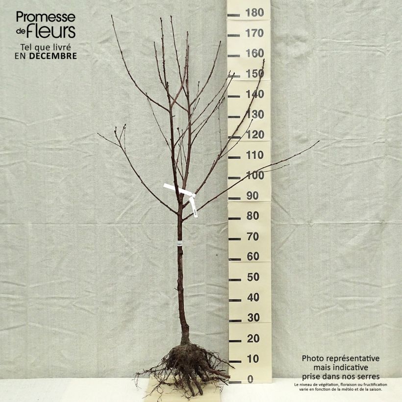 Exemplar von Sauerkirsche Cerise Allégria Delbard delkarsun - Prunus cerasus Wurzelnackt, Gobelet-Form wie im Winter geliefert