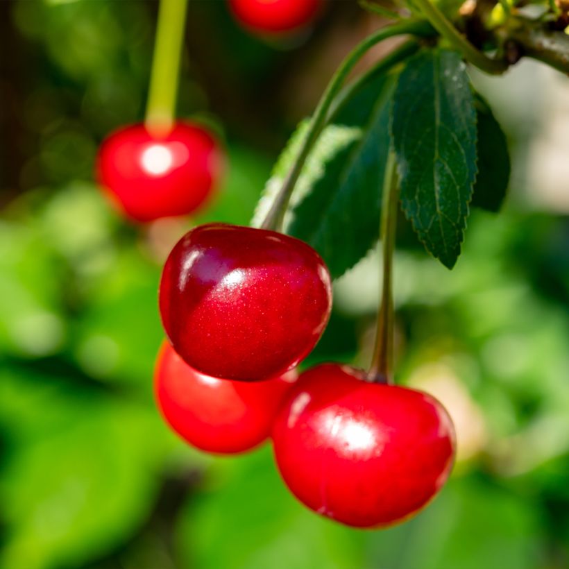 Sauerkirsche Hong kong - Prunus cerasus (Harvest)