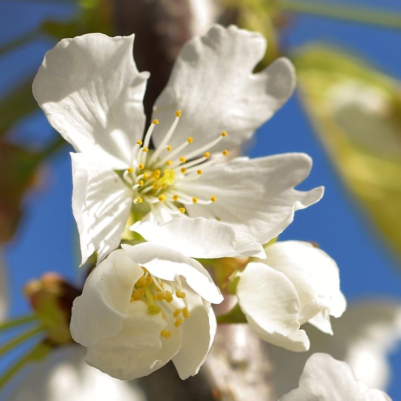 Sauerkirsche Kelleriis15 - Prunus cerasus (Flowering)