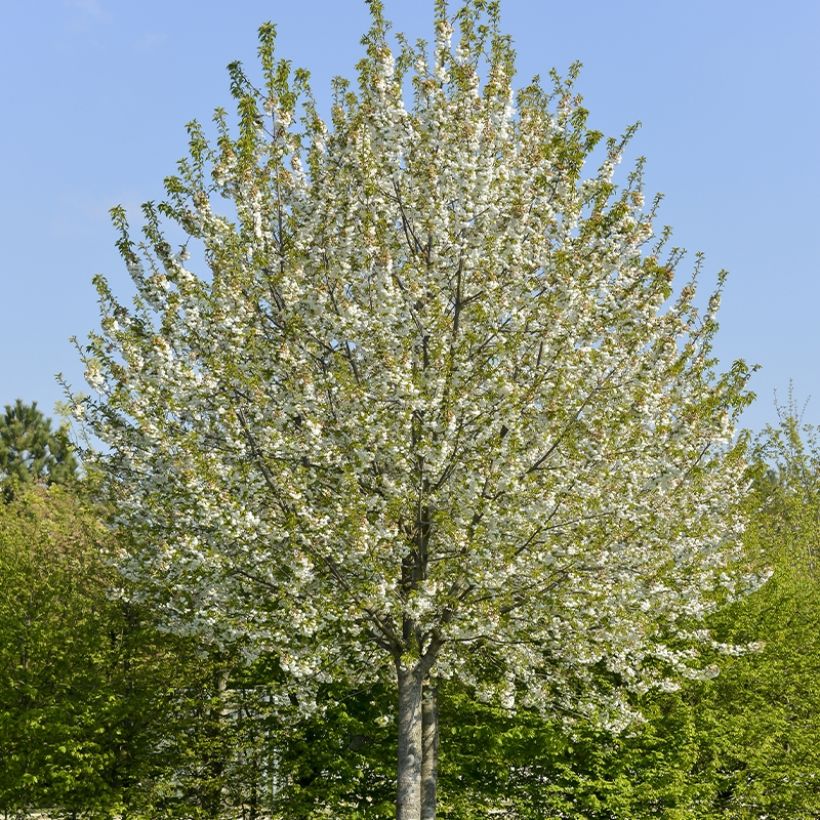 Sauerkirsche Kelleriis15 - Prunus cerasus (Plant habit)
