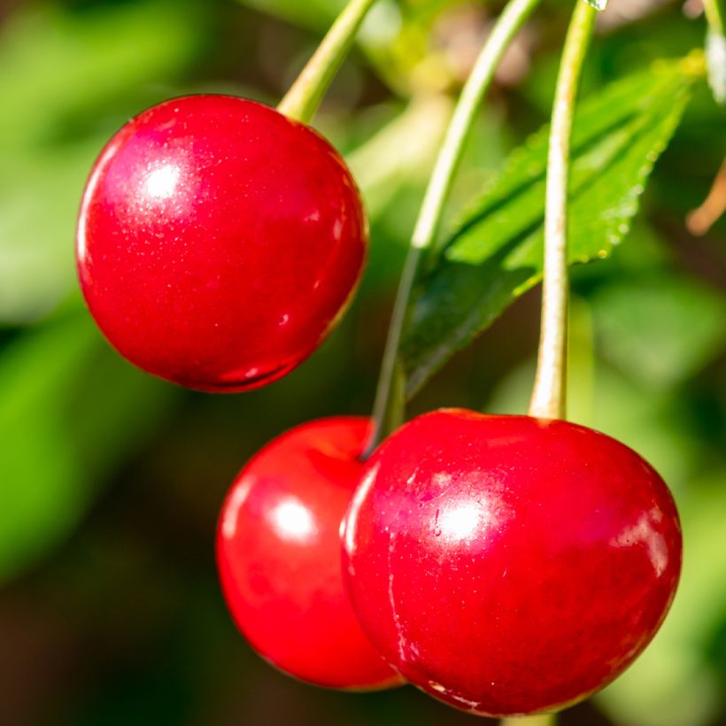 Sauerkirsche Maynard - Prunus cerasus (Harvest)