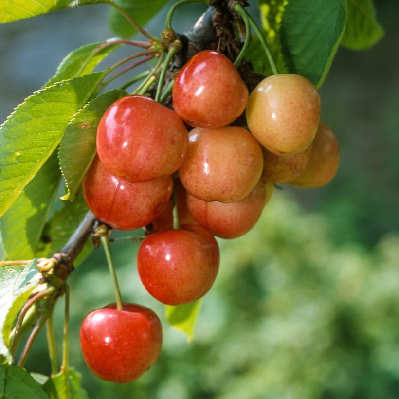 Sauerkirsche Rainier - Prunus cerasus (Harvest)