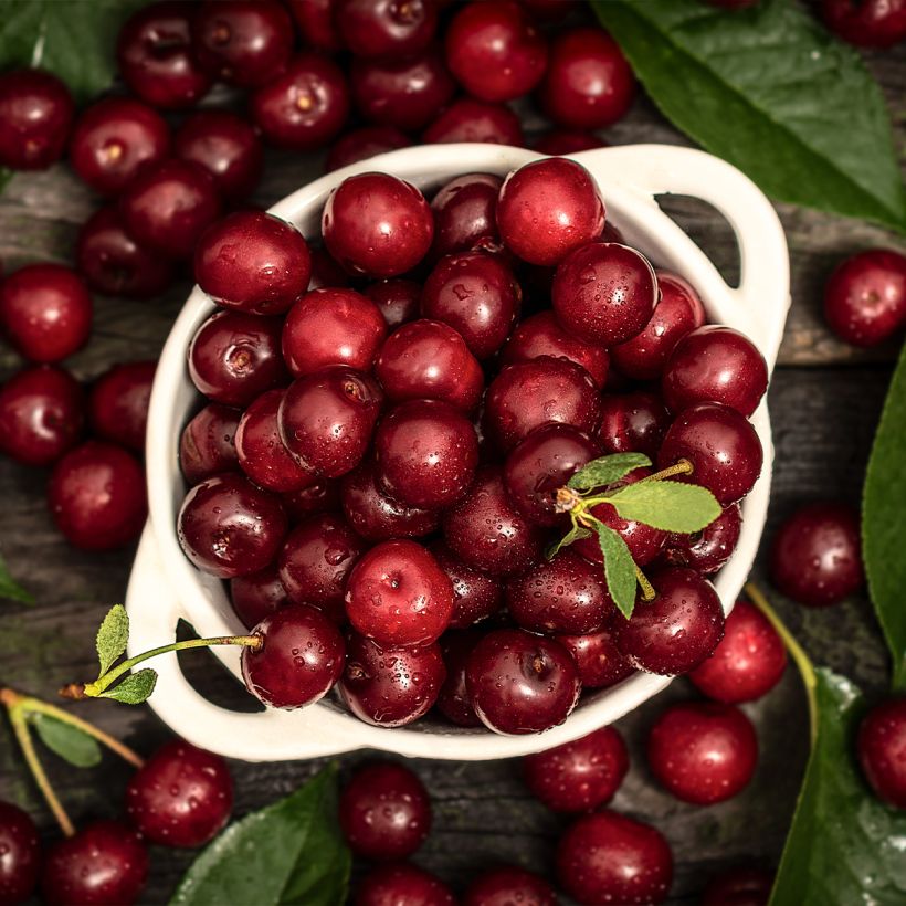 Sauerkirsche Shangai - Prunus cerasus (Harvest)