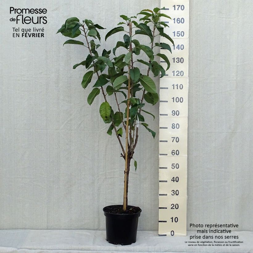 Example of Sauerkirsche Rainier - Prunus cerasus Topf mit 7,5L/10L, Gobelet-Form as you get in automne