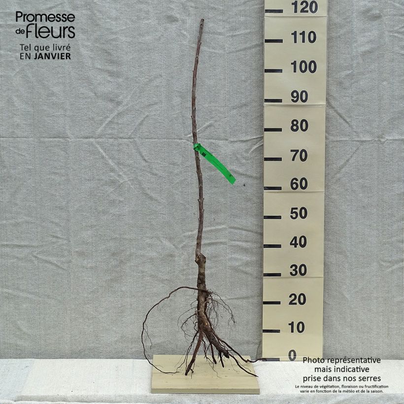 Example of Sauerkirsche Rainier - Prunus cerasus Wurzelnackt, Heister as you get in hiver
