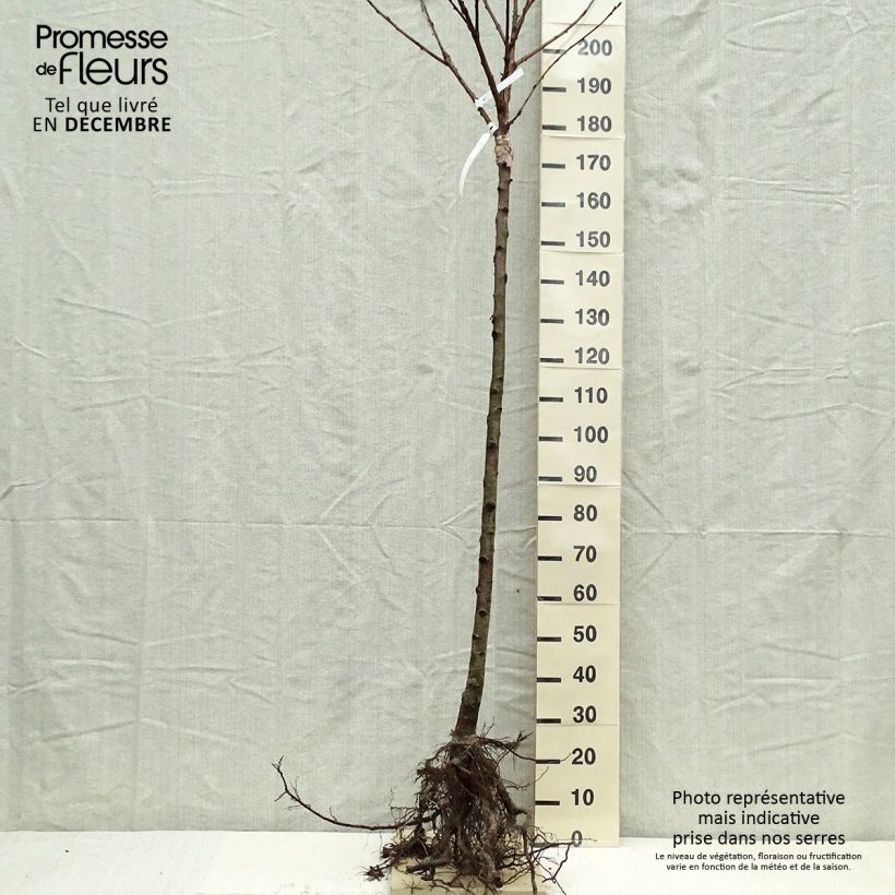 Example of Süßkirsche Schneiders Späte Knorpelkirsche - Prunus avium Wurzelnackt, Halbstamm as you get in hiver