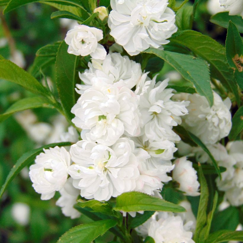 Drüsen-Kirsche Alba Plena - Prunus glandulosa (Flowering)