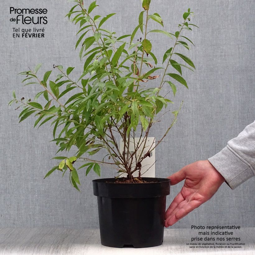 Example of Drüsen-Kirsche Alba Plena - Prunus glandulosa Topf mit 2L/3L as you get in automne