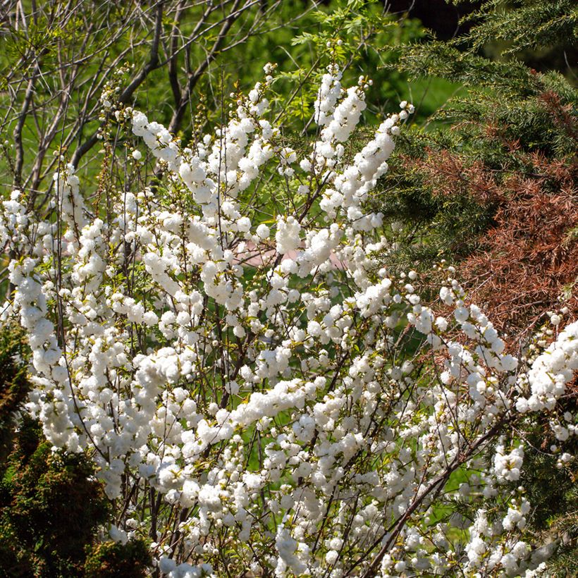 Drüsen-Kirsche Alba Plena - Prunus glandulosa (Plant habit)
