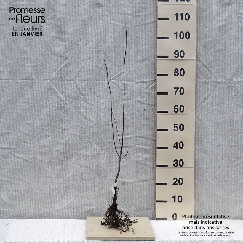 Example of Kirsch-Pflaume - Prunus cerasifera Wurzelnackt as you get in hiver