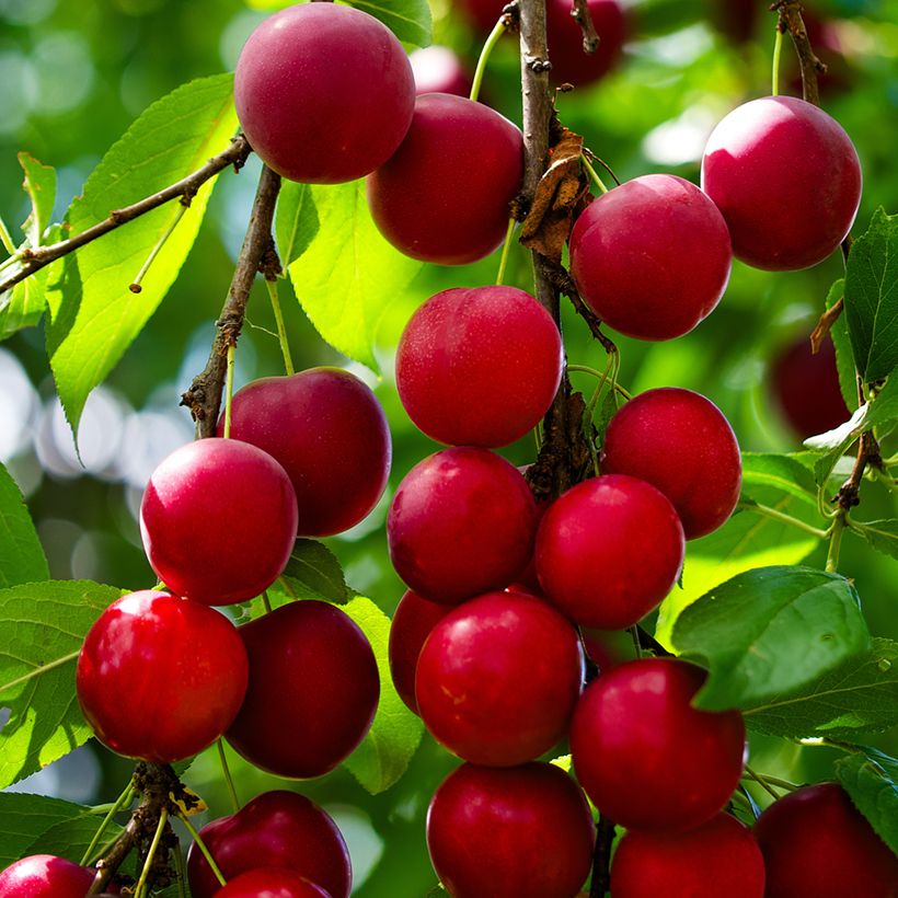 Kirsch-Pflaume - Prunus cerasifera (Harvest)