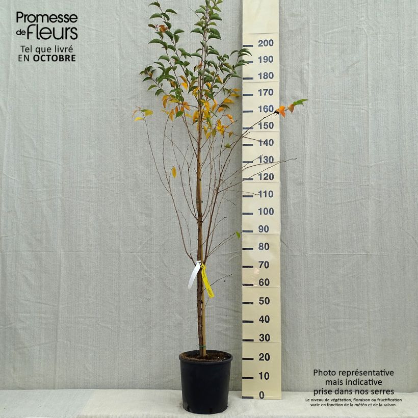 Example of Zierkirsche Pandora - Prunus Topf mit 12L/15L as you get in automne