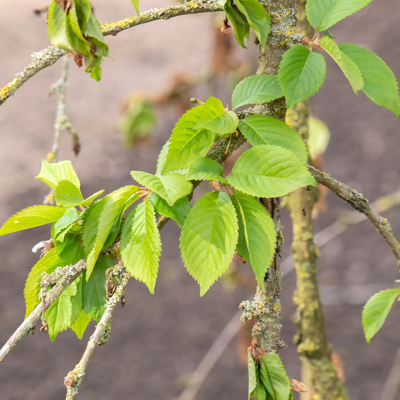 Zierkirsche Snow Fountains - Prunus (Foliage)