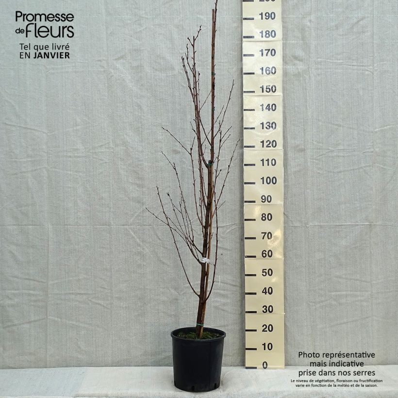 Exemplar von Zierkirsche Umineko - Prunus Topf mit 12L/15L wie im Winter geliefert