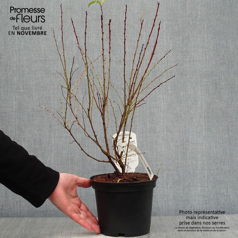 Example of Drüsen-Kirsche Rosea Plena - Prunus glandulosa Topf mit 3L/4L as you get in automne