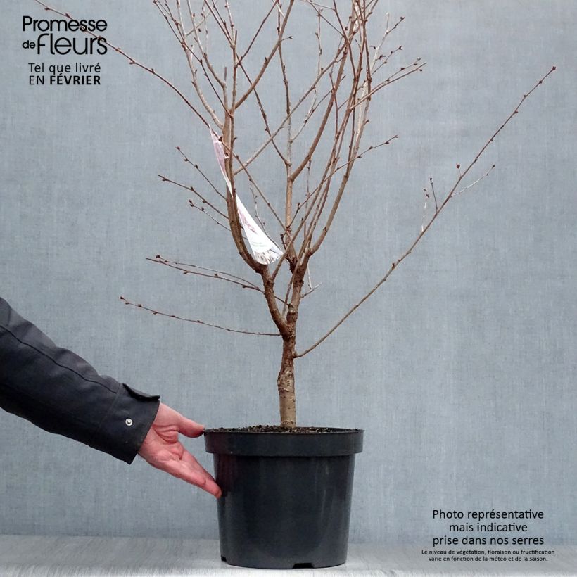 Exemplar von Kurilen-Kirsche Ruby - Prunus nipponica var. kurilensis Topf mit 7,5L/10L wie im Winter geliefert