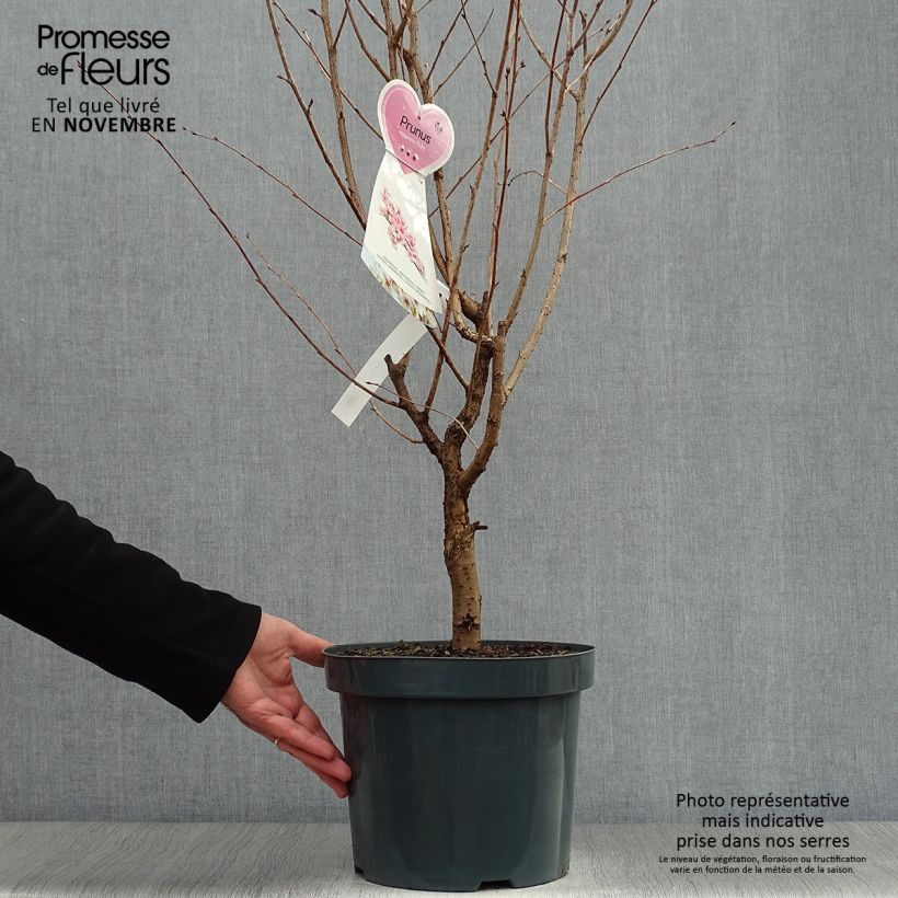 Example of Kurilen-Kirsche Ruby - Prunus nipponica var. kurilensis Topf mit 7,5L/10L as you get in automne