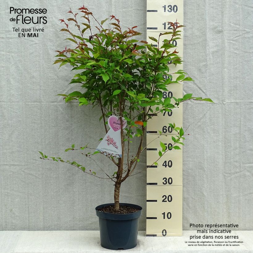 Exemplar von Kurilen-Kirsche Ruby - Prunus nipponica var. kurilensis Topf mit 7,5L/10L wie im Frühjahr geliefert