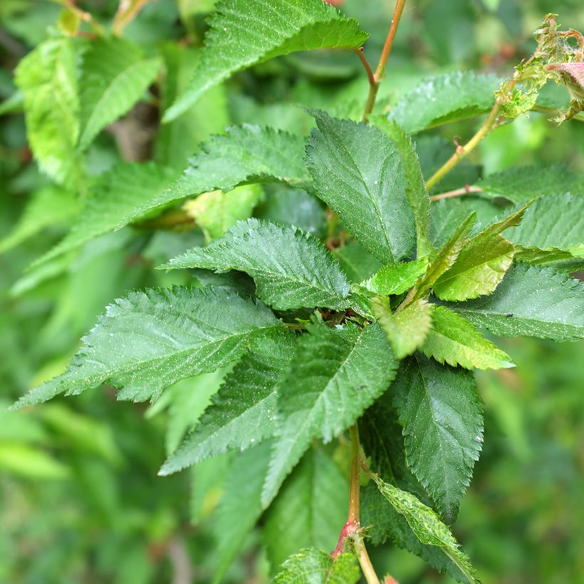 Kurilen-Kirsche Ruby - Prunus nipponica var. kurilensis (Foliage)