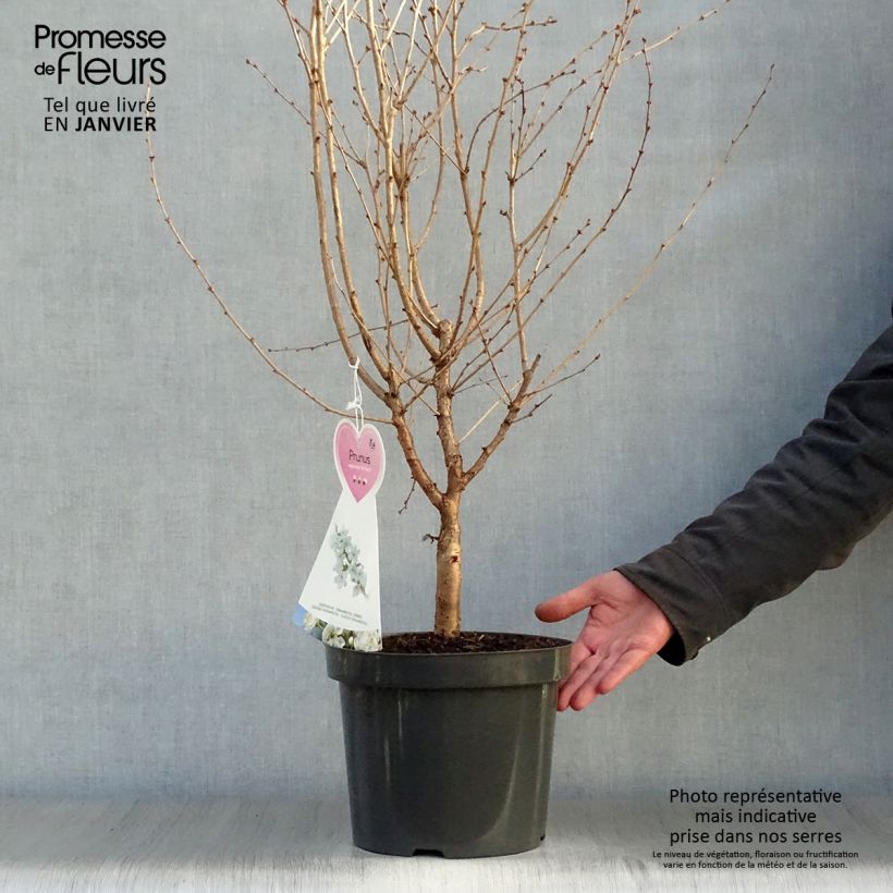 Exemplar von Kurilen-Kirsche Brillant - Prunus nipponica var. kurilensis Topf mit 2L/3L wie im Winter geliefert