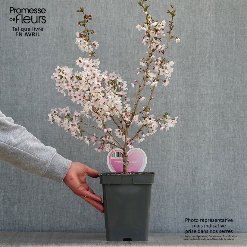 Exemplar von Kurilen-Kirsche Brillant - Prunus nipponica var. kurilensis Topf mit 4L/5L, Stamm wie im Frühjahr geliefert
