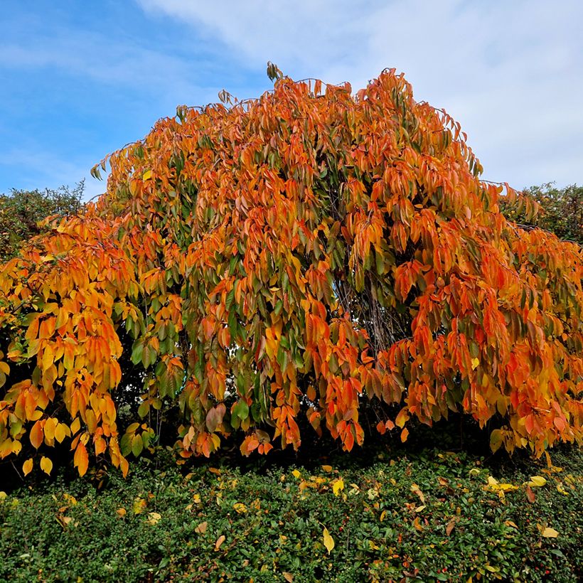 Zierkirsche Kiku-Shidare-Zakura - Prunus serrulata (Plant habit)