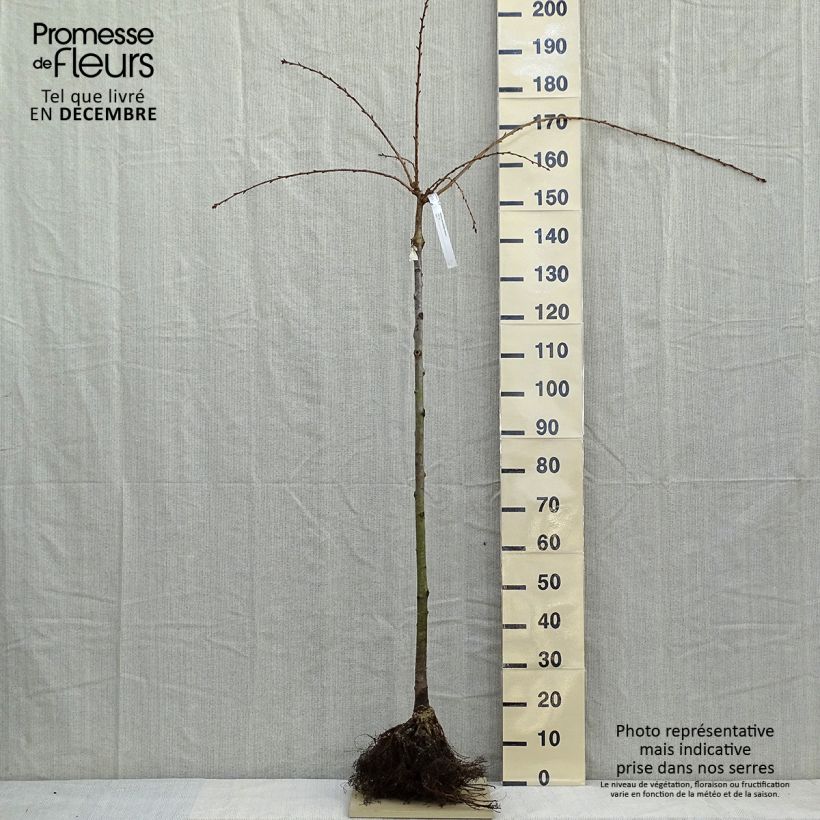 Example of Zierkirsche Kiku-Shidare-Zakura - Prunus serrulata Wurzelnackt as you get in hiver