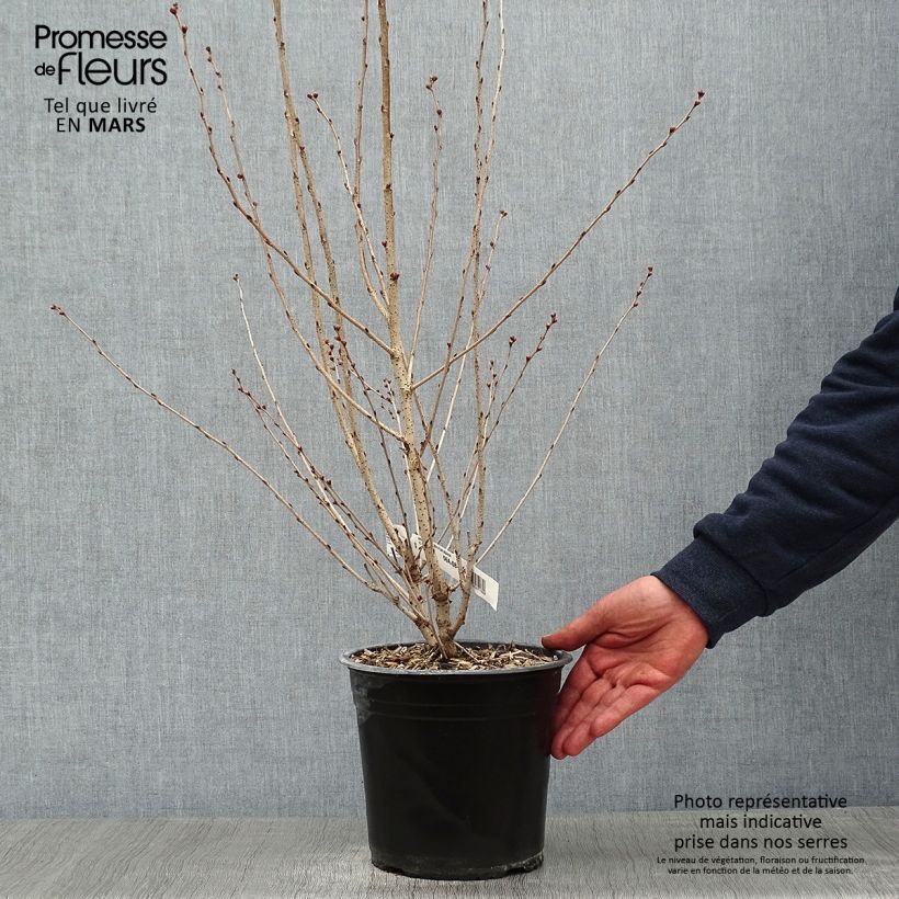 Exemplar von Zierkirsche Fukubana - Prunus subhirtella Topf mit 4L/5L wie im Winter geliefert
