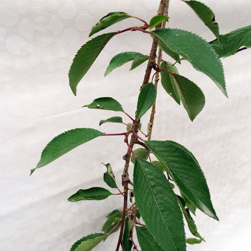 Zierkirsche Pendula Rubra - Prunus subhirtella (Foliage)