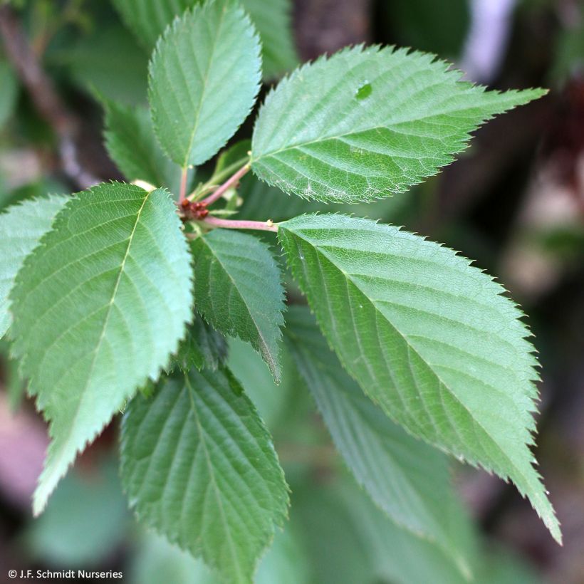 Zierkirsche First Blush - Prunus (Foliage)