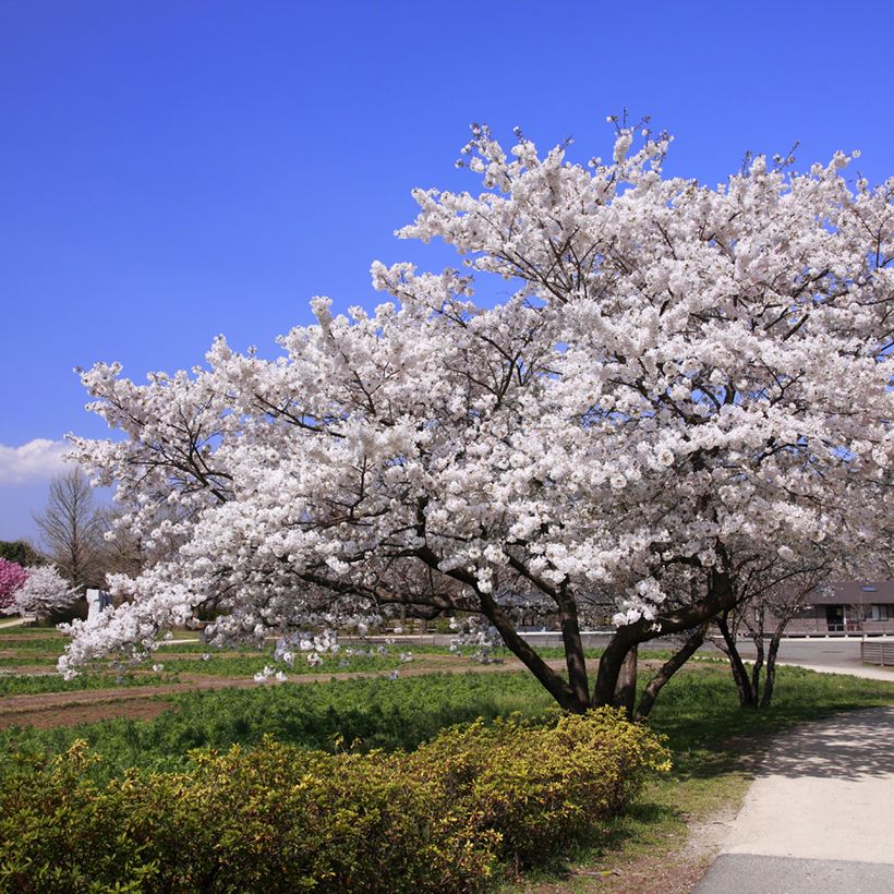 Yoshino-Kirsche - Prunus yedoensis (Plant habit)