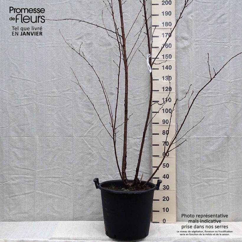 Example of Yoshino-Kirsche - Prunus yedoensis Topf mit 50L/55L as you get in hiver